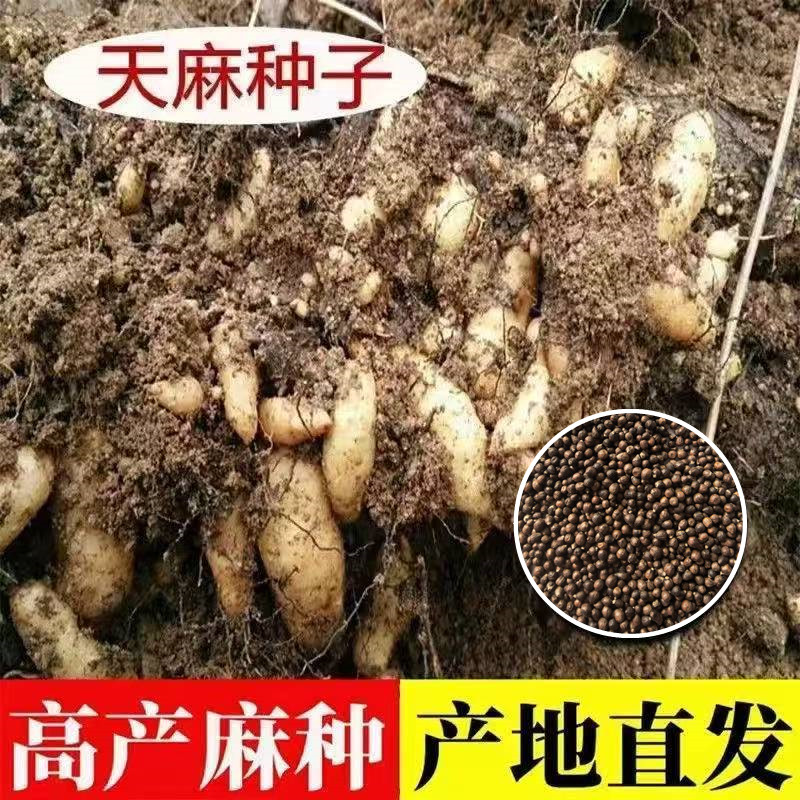 【天麻种子】四季种植盆栽阳台