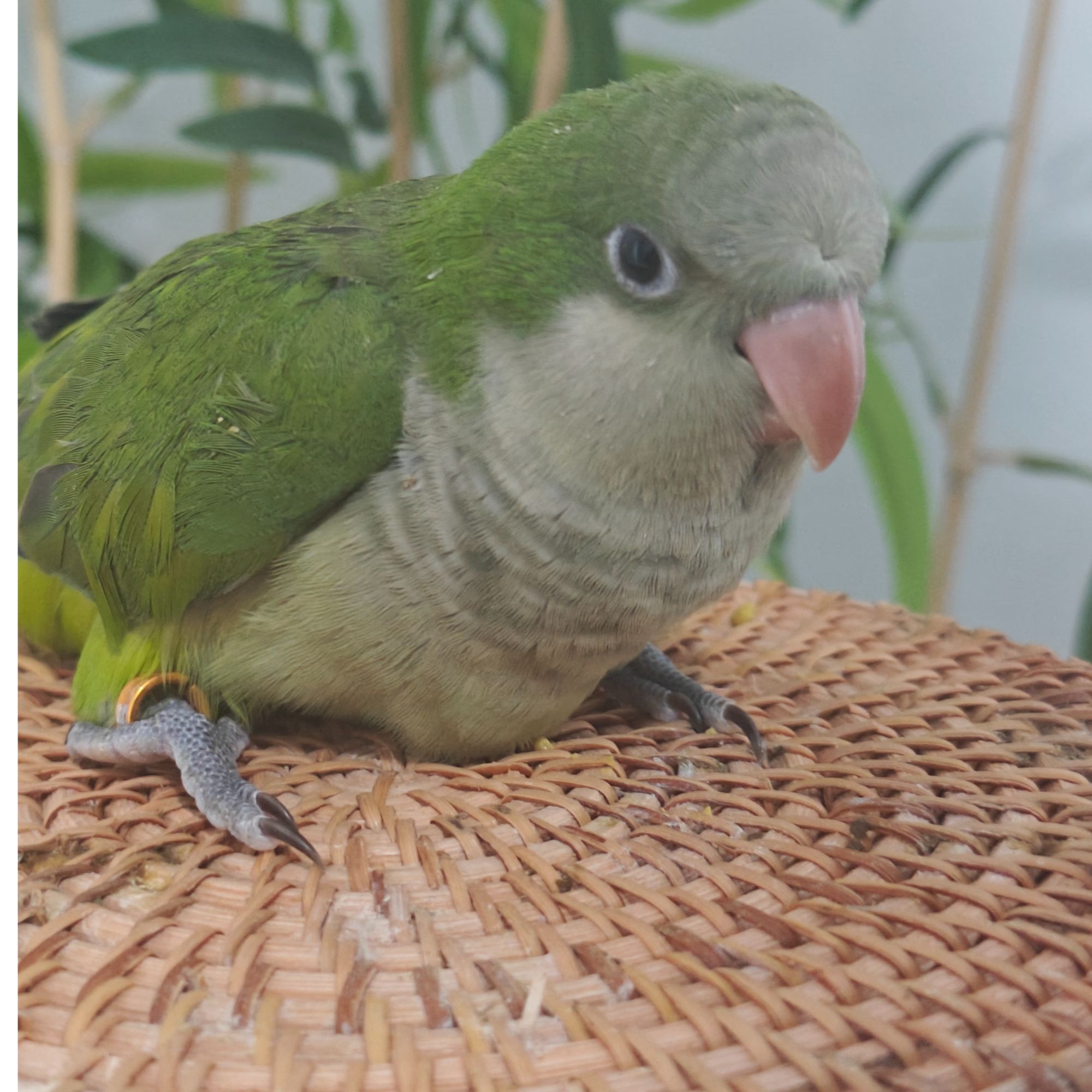 【直播间活体链接】可爱亲人鹦鹉手养小鹦鹉