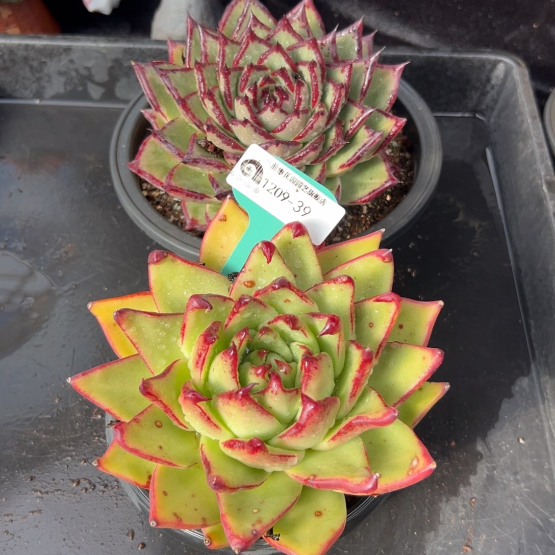 随****从前慢花园多肉编号1209-39两棵