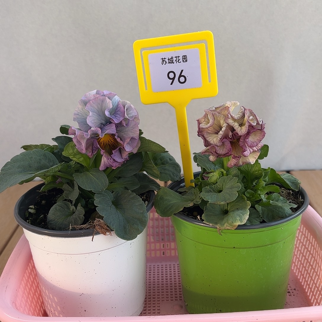 大部分开放少量花苞96