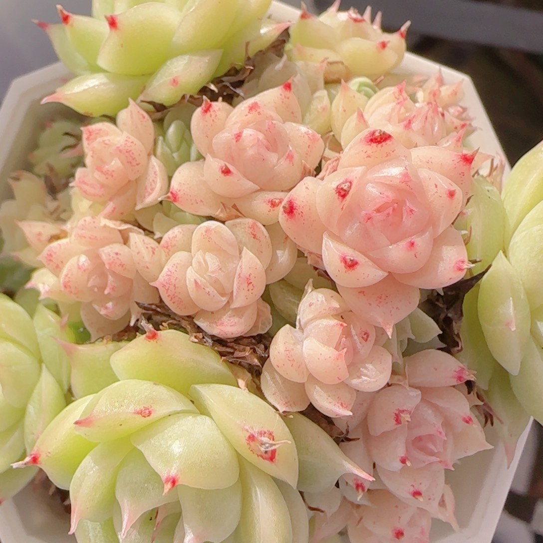花语多肉1218-279散
