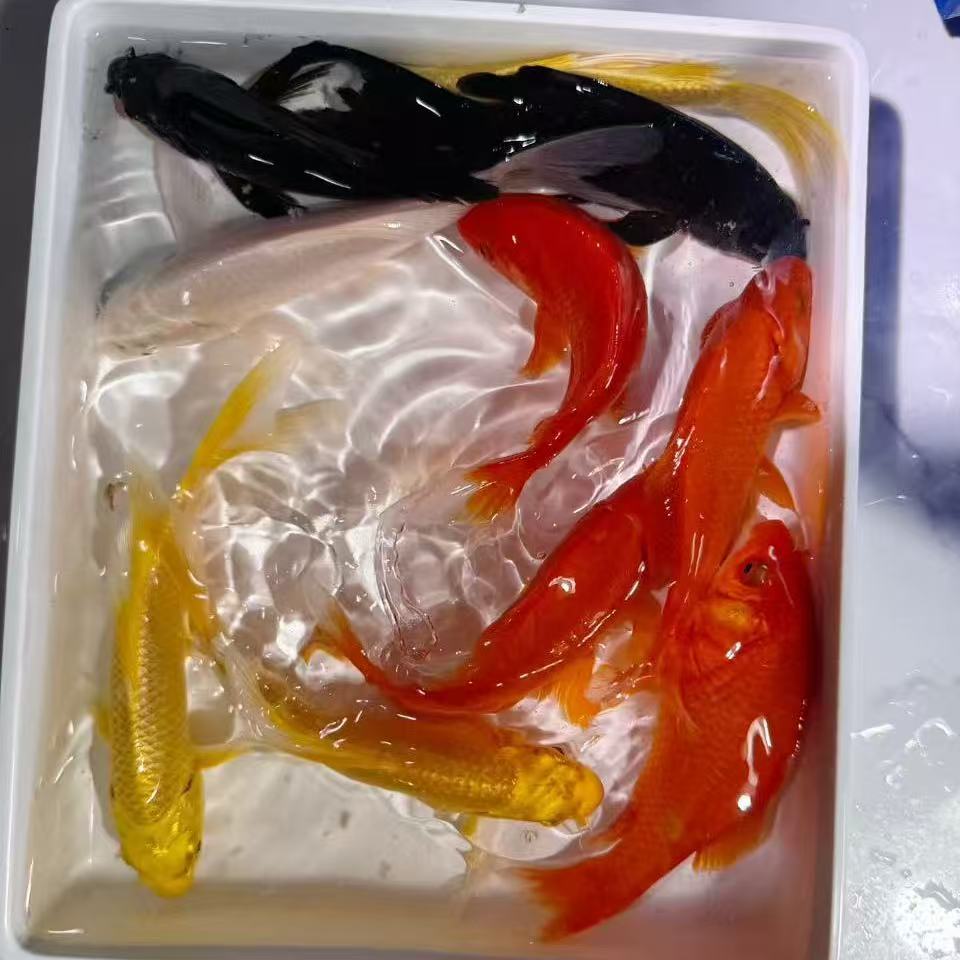 【4红3黄2黑2白】8-10冷水观赏鱼锦鲤草金鱼好养耐活淡水