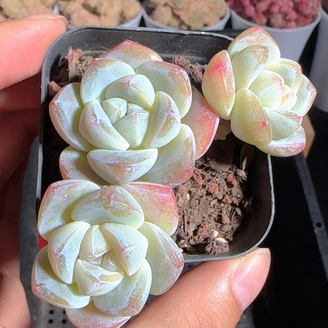 曹***胖多肉1224-14冰玉三头