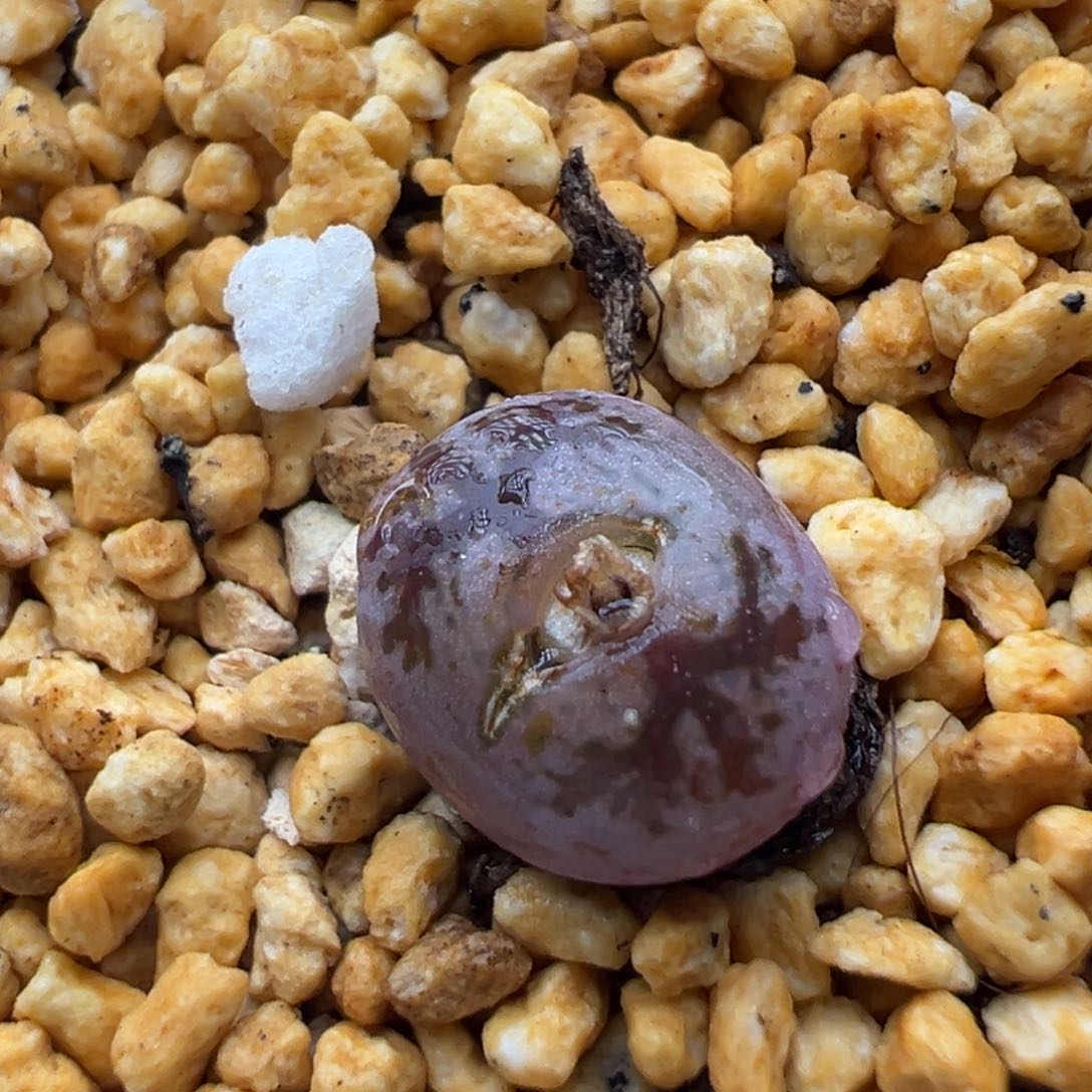 多肉植物75号毛变异