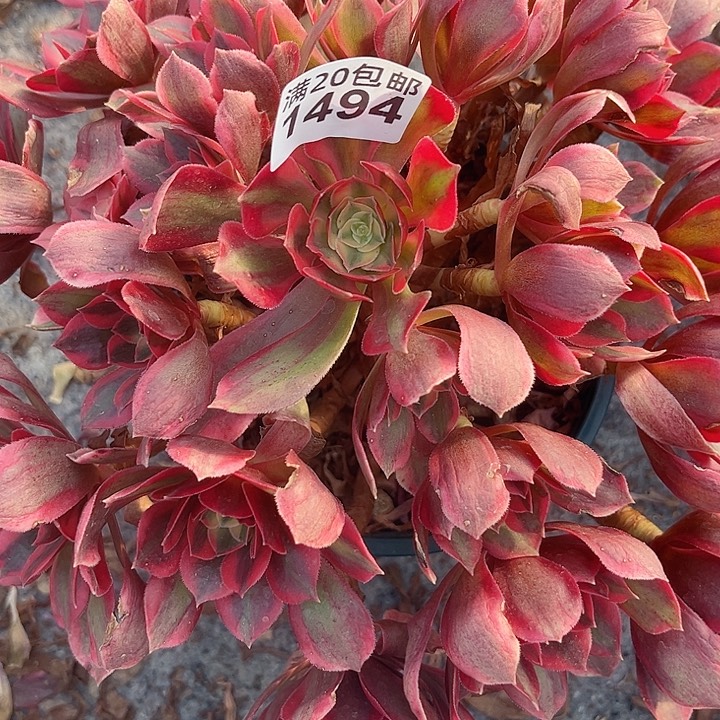 一颗妖月法师1494