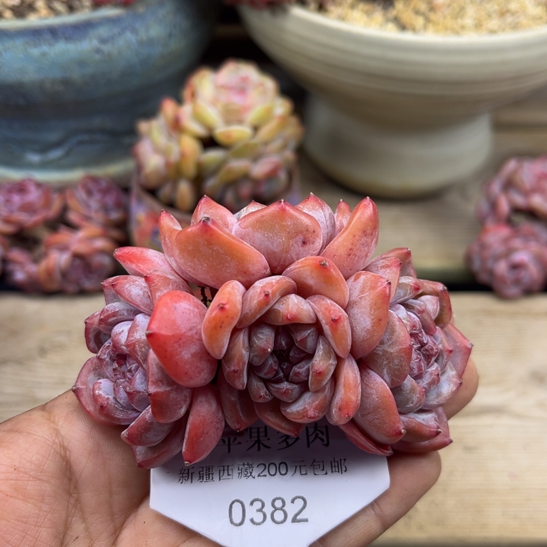 绿底紫心382/8cm4头