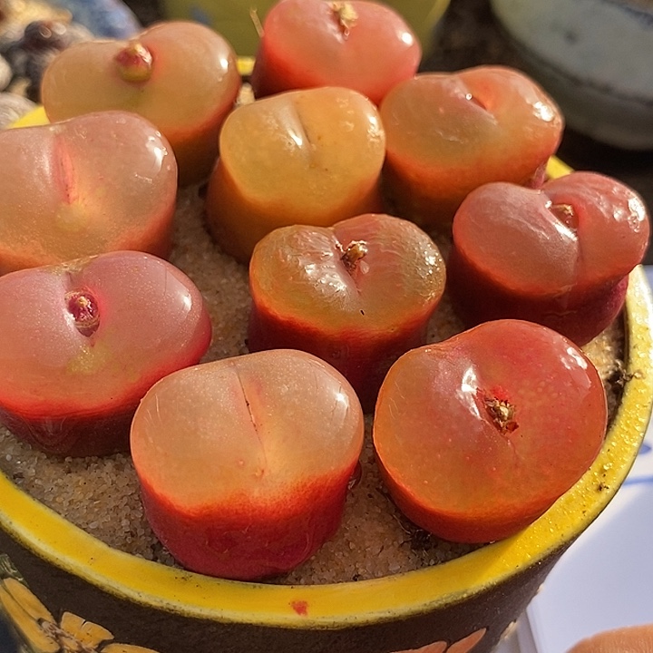 单头荔枝冰魄母本一颗    2厘米