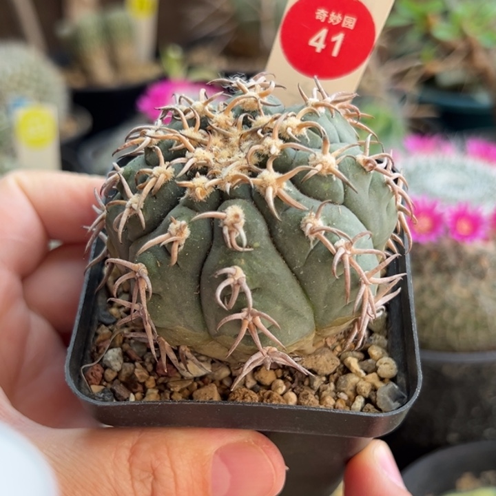 自根密刺猫爪5.8cm