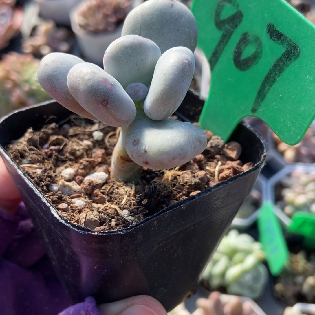 907油煎多肉植物多肉