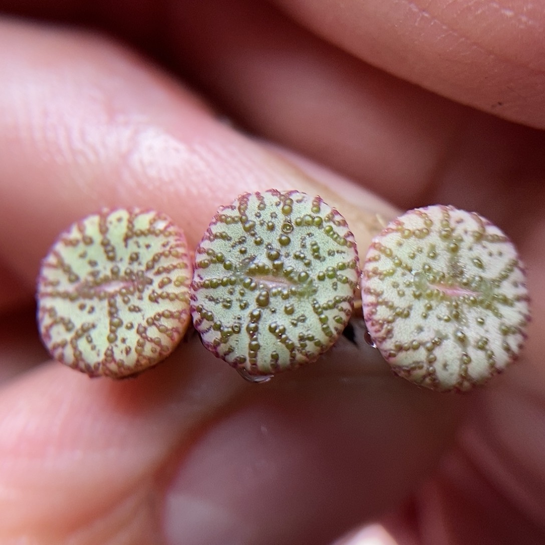 CKF2霓虹安珍三颗包邮