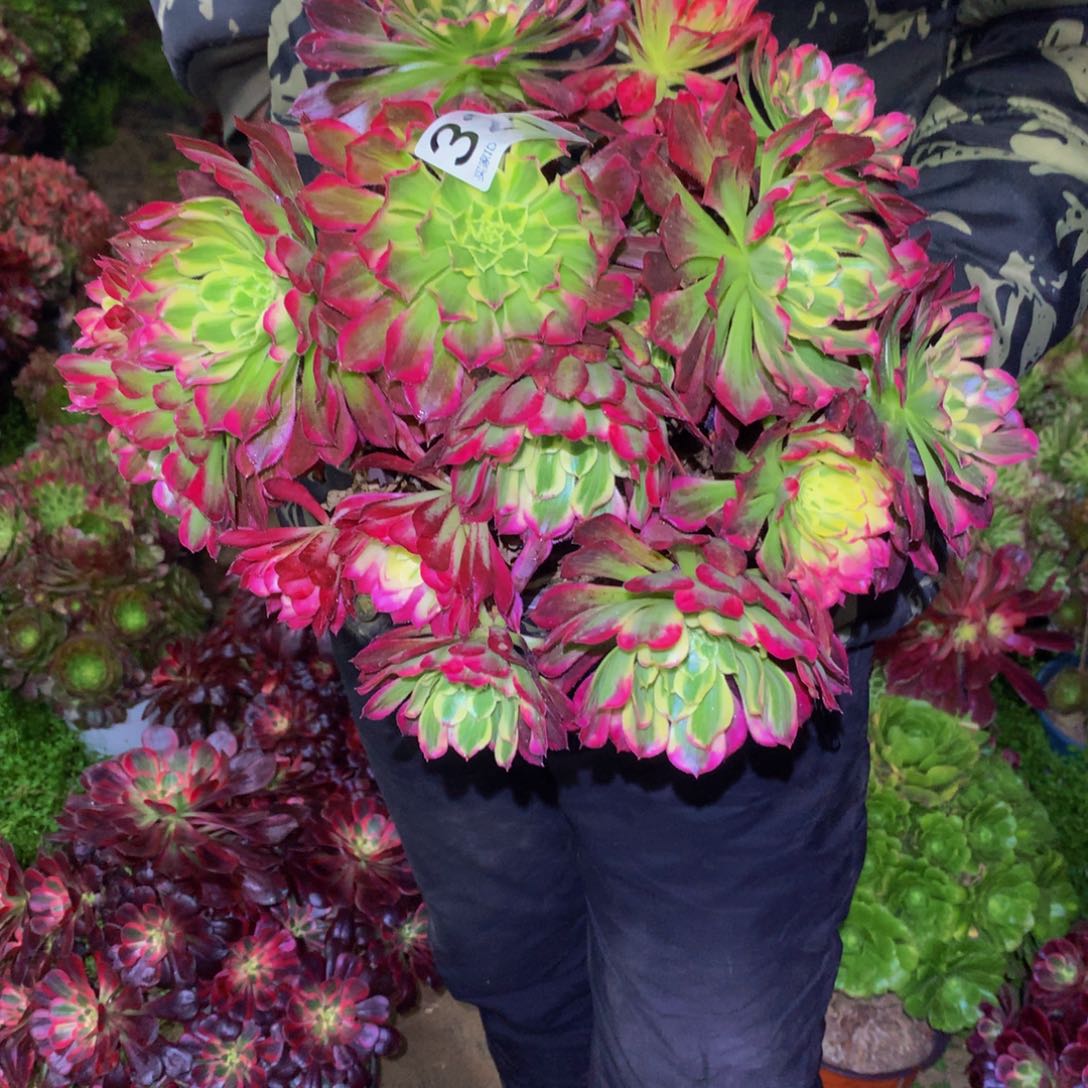 法师多肉植物321