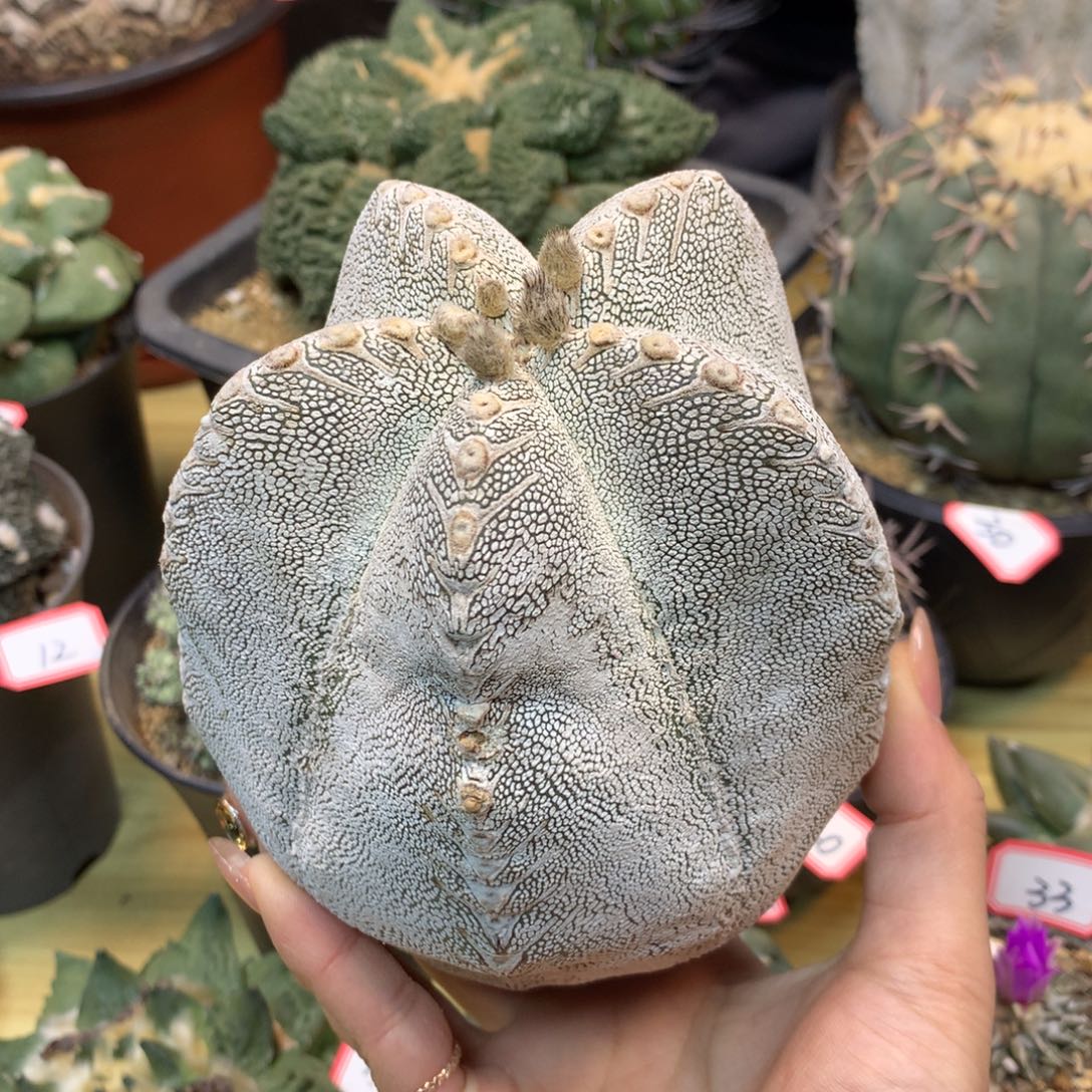 S***m       22号  苗接 恩冢2颗组合 无根