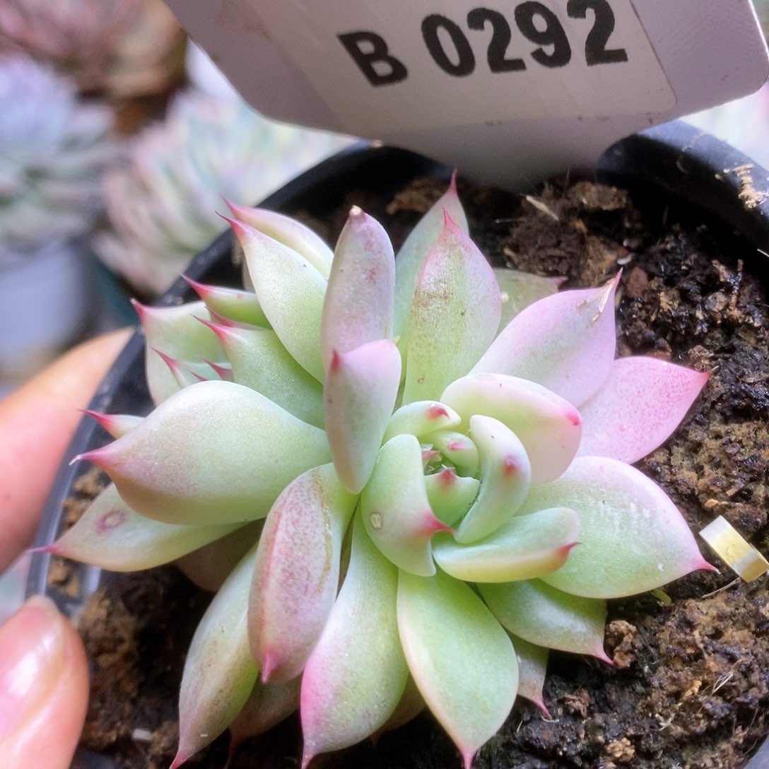 B292锦锦锦锦锦锦锦锦