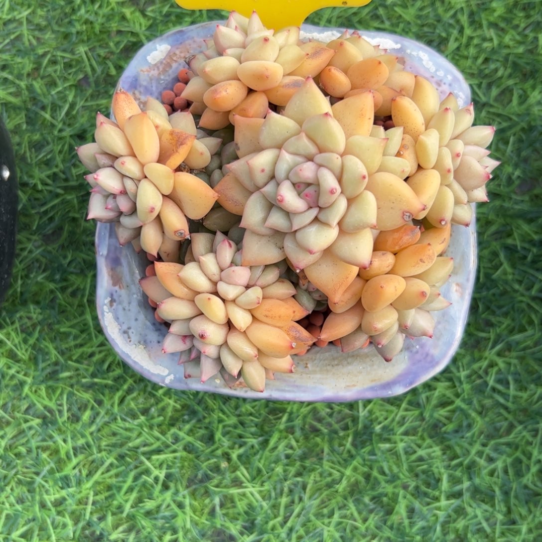 瓶***羽手捧花黄金象牙多肉