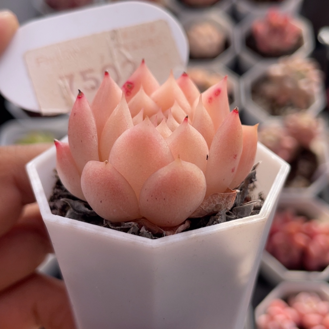 麦秆7502-4.0厘米
