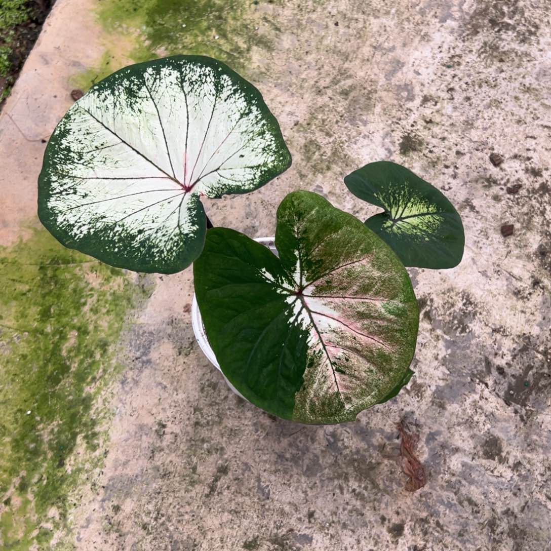 无花朵树****ᵃ海莫不包叶损不包球