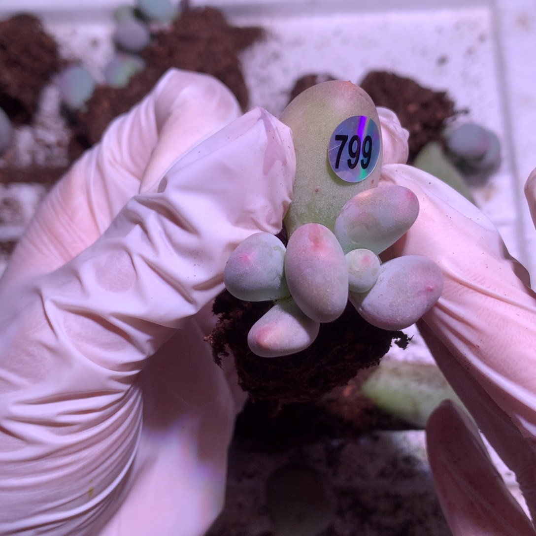 米可奶酪多肉米可奶