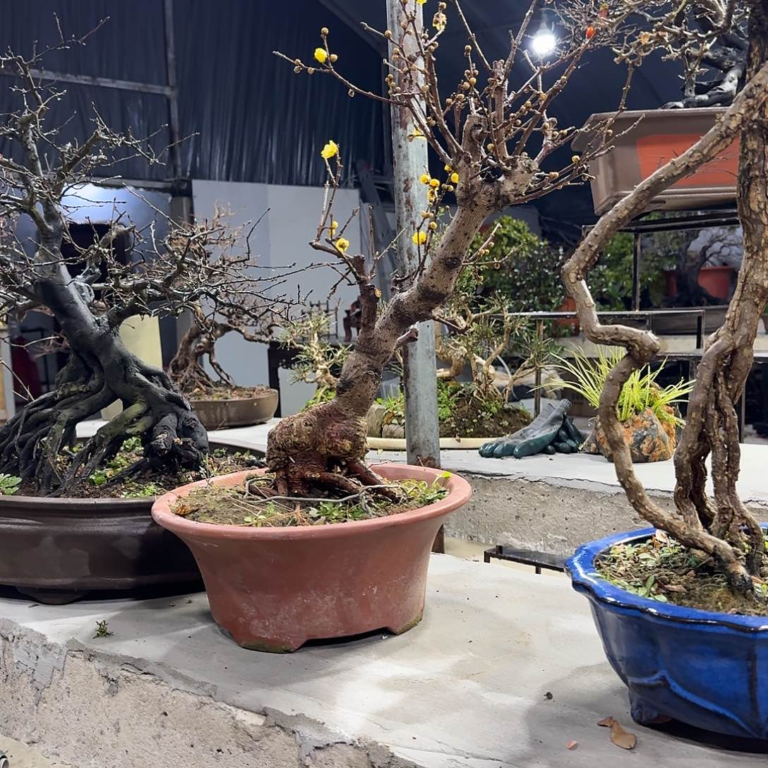 无花朵111111111111111 