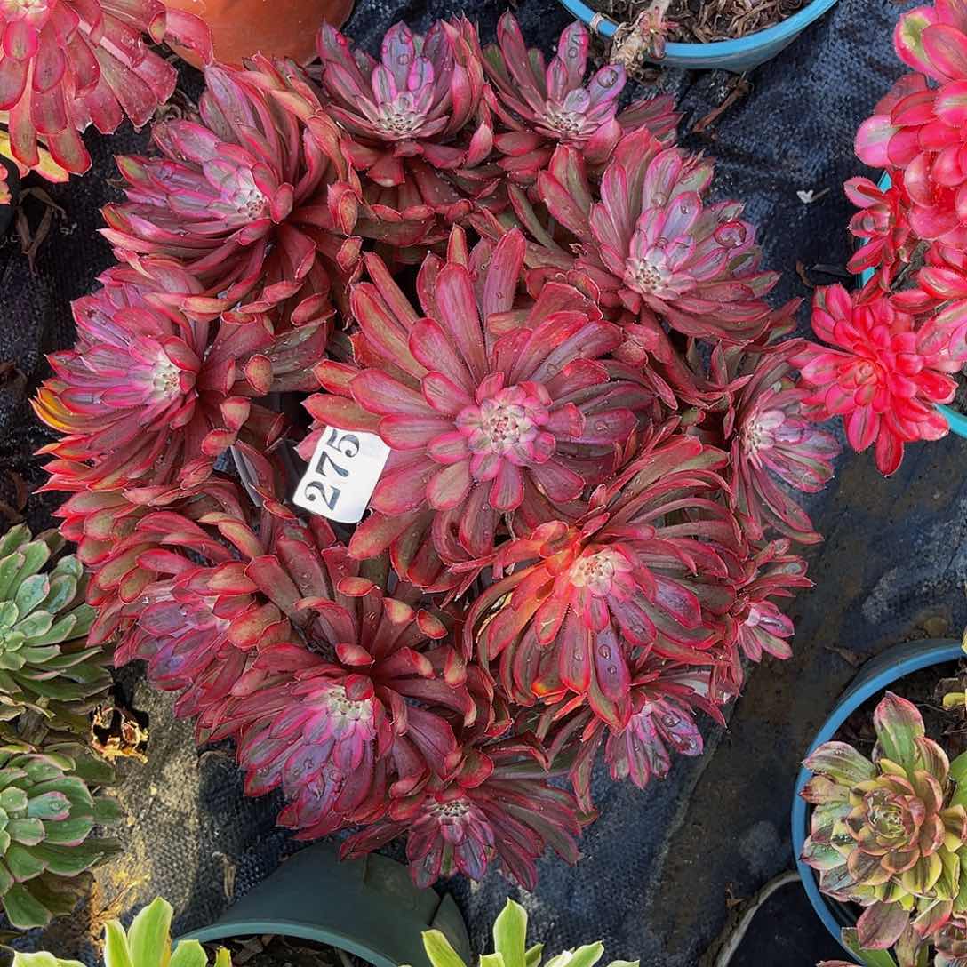 40公分紫霞仙子法师1-35