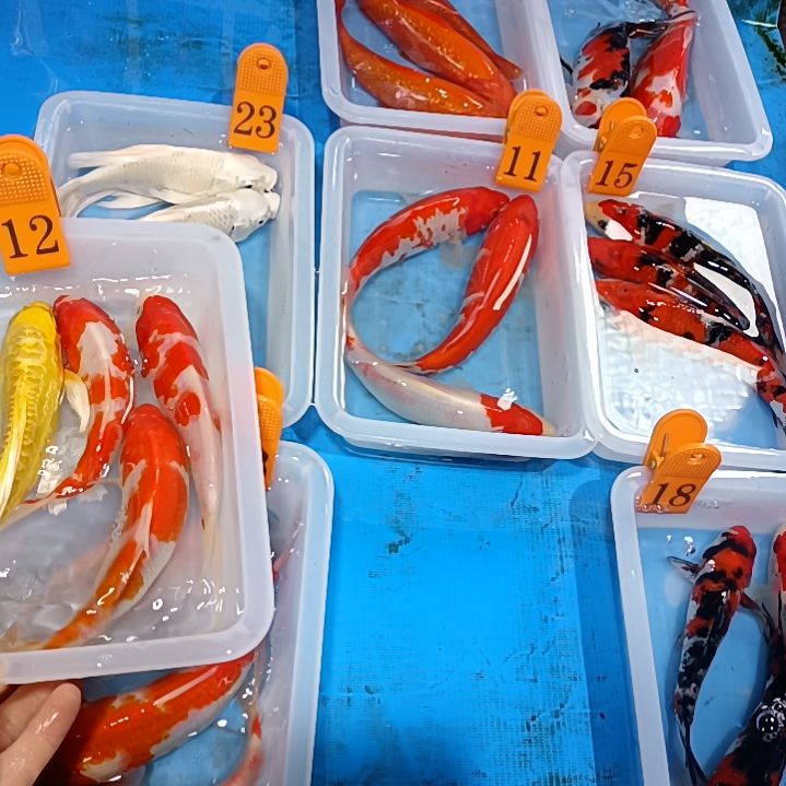 海水鱼红白锦鲤包邮