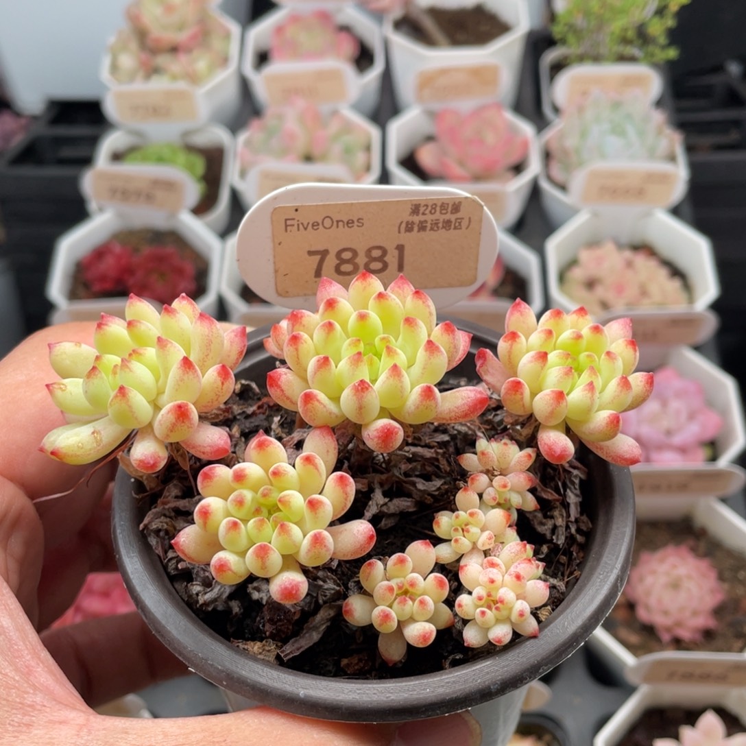 烟花7881-10.0厘米