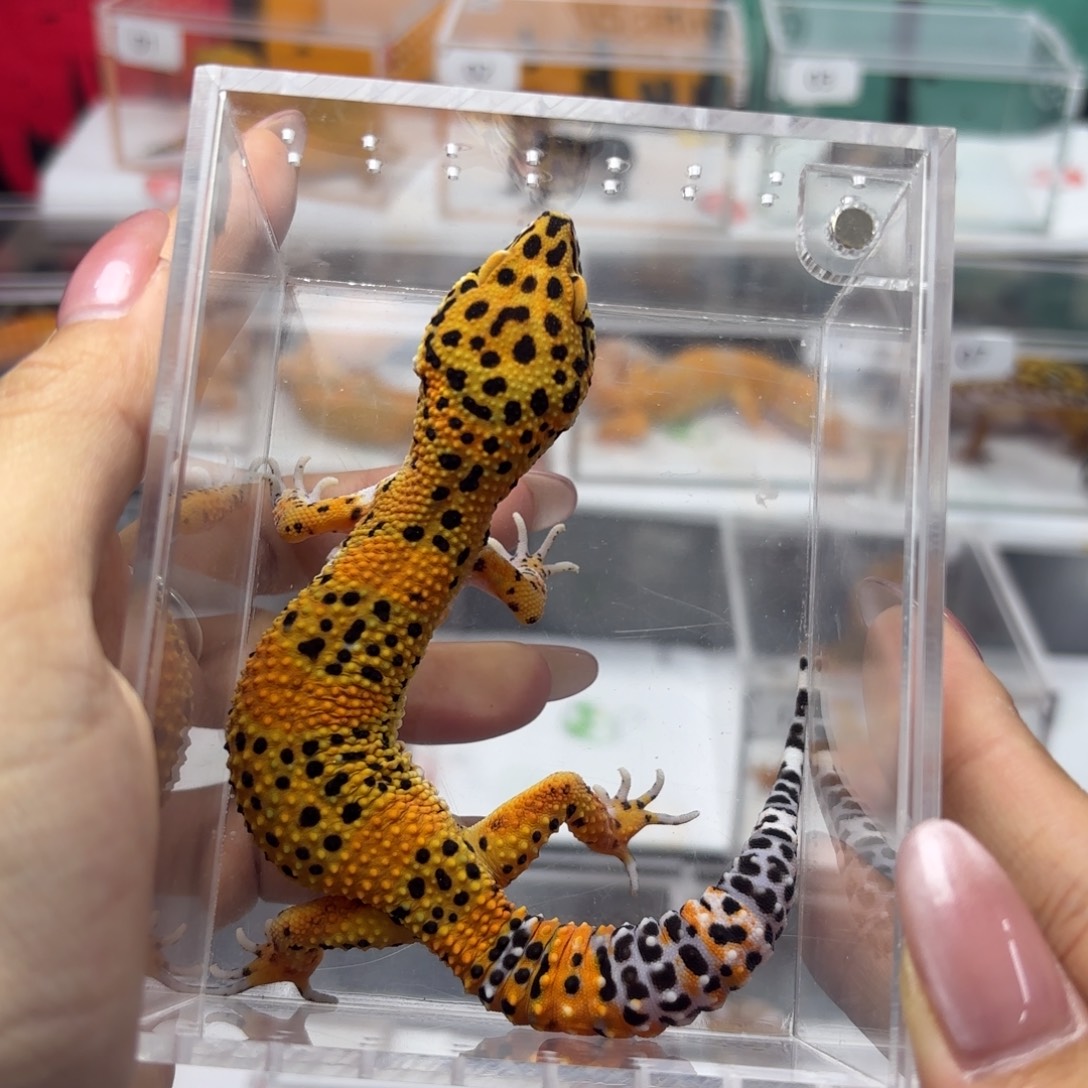 豹纹守宫翡翠弟弟 N068