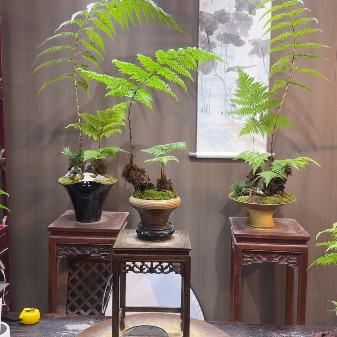 竹***湿无花朵蕨类植物一物一拍