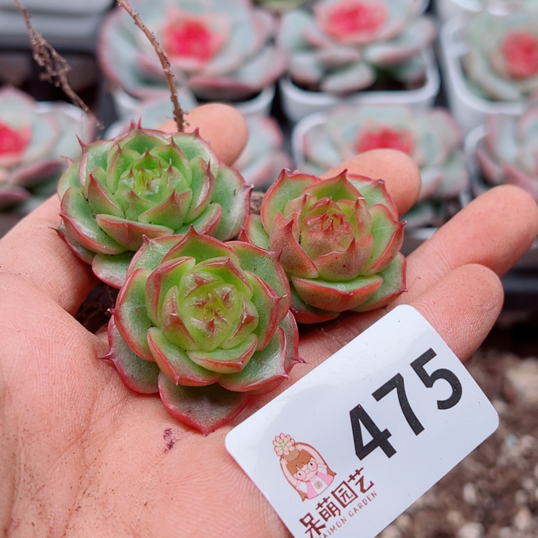 多肉植物多肉植物