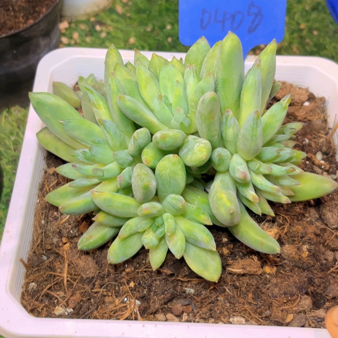 囍***花0408下午多肉植物群生