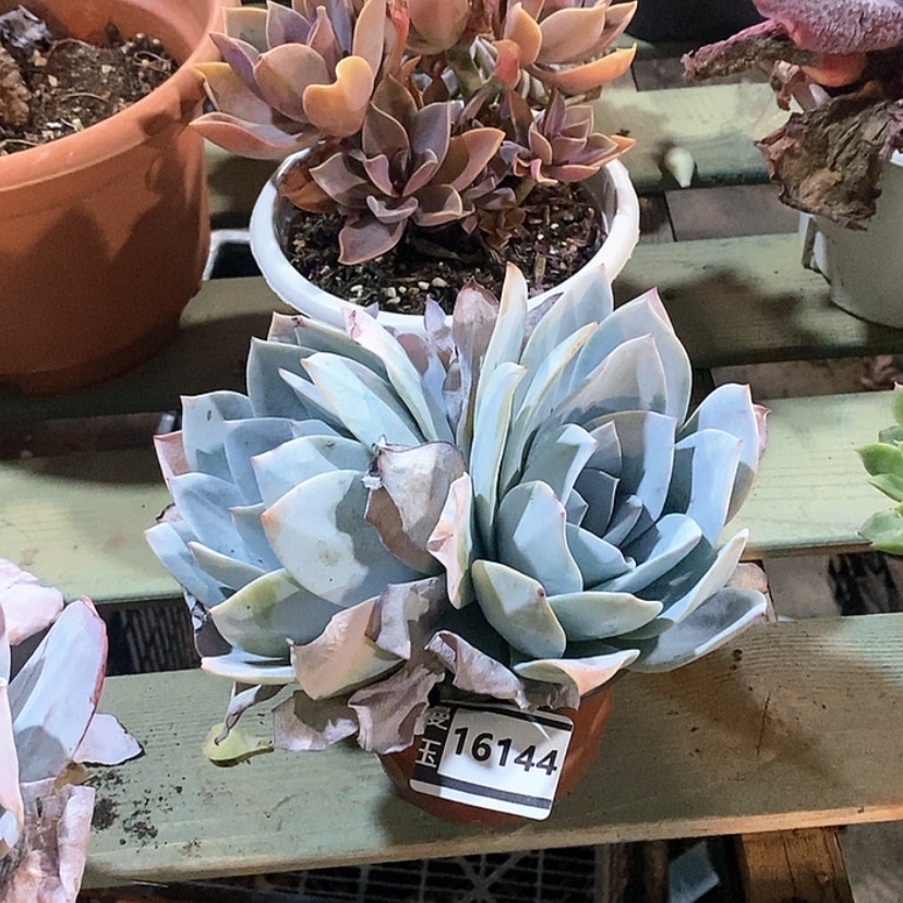 【闪购商品】白莲16144