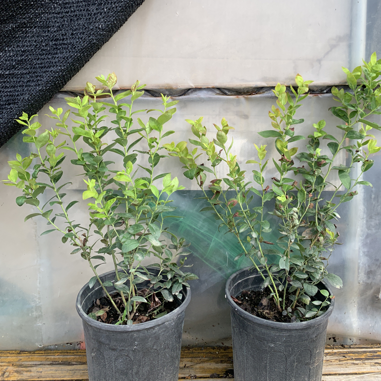 1加仑蓝莓苗薄雾阳台盆栽南北方可种植明年结果