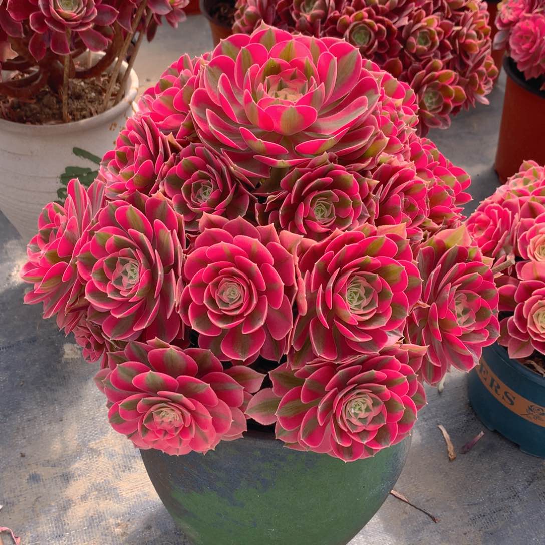 393粉女巫精品法师多肉