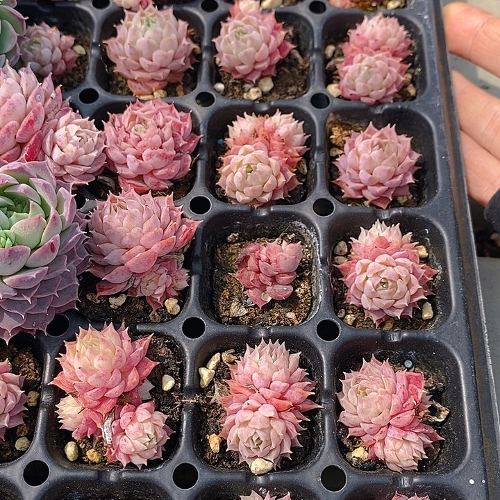 180 多肉植物盆栽花卉植物