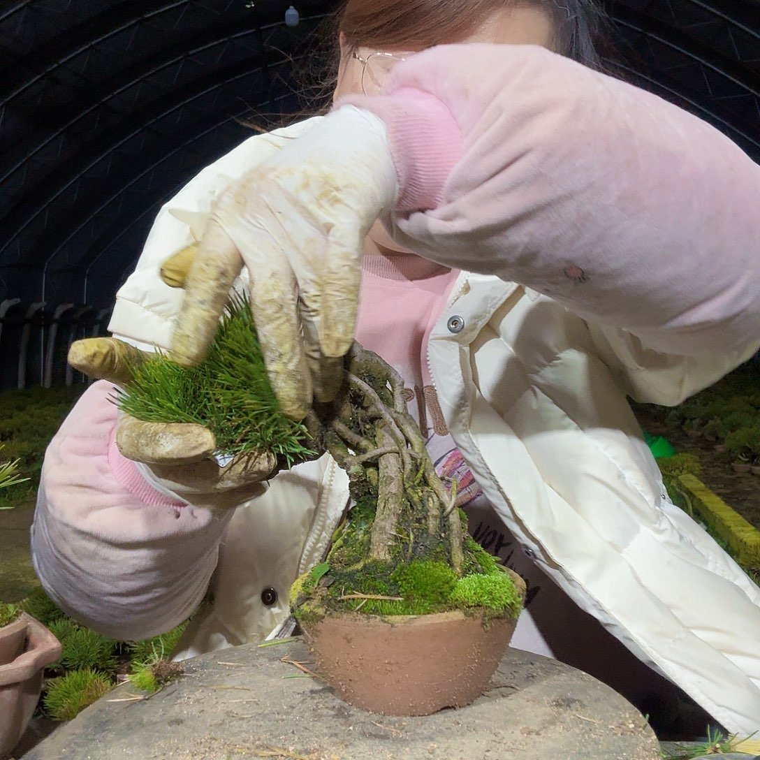 球***物完全开放三河黑松盆景