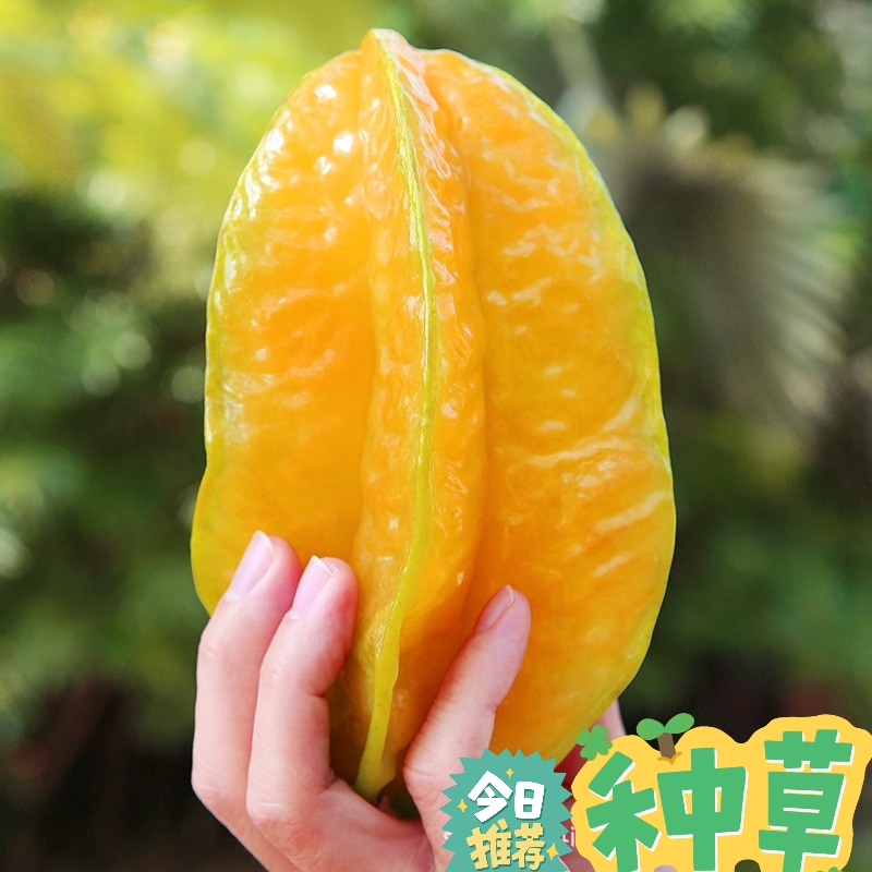 【鑫永源】福建漳州下河甜杨桃树上熟应季水果清甜爆汁送酸梅粉