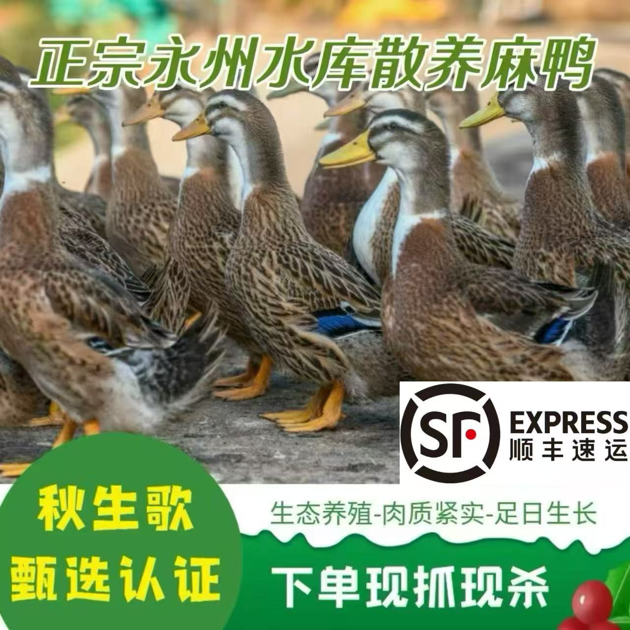 【秋生歌生鲜鸭】永州水库散养土麻鸭鲜活整只现杀现发