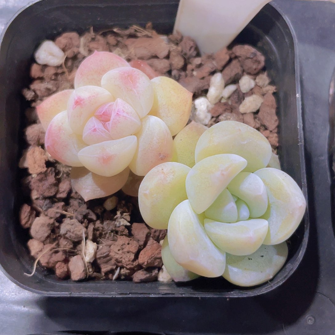 冰玉w333一物一拍