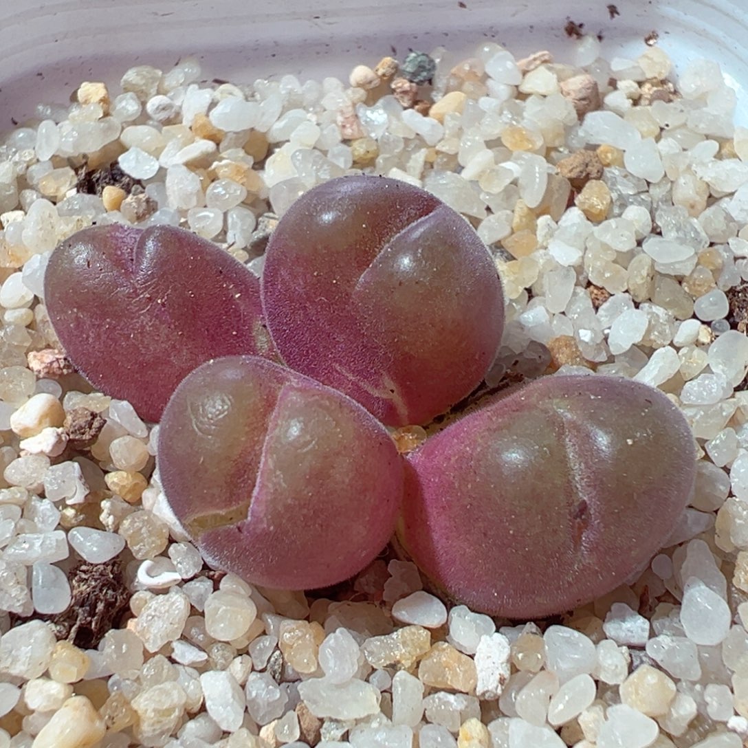 1221-151多肉多肉毛翠滴