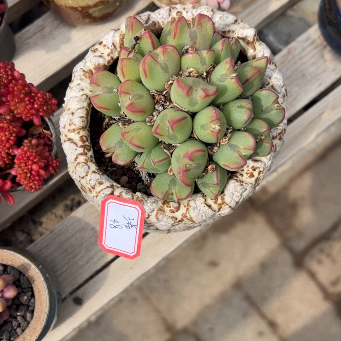 多肉植物多肉植物
