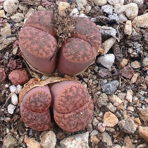 21561团团圆圆呀