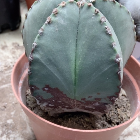 五角仙人球10米仙人球不退不换