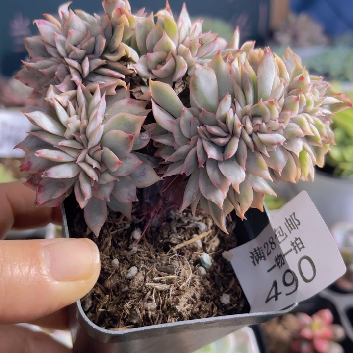 月光女神锦缀多肉植物490