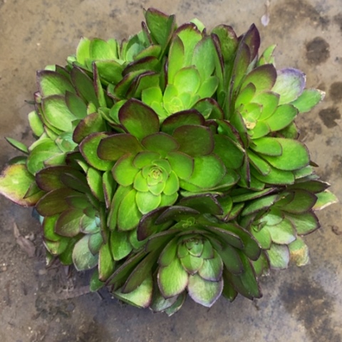 红魔多肉植物2150