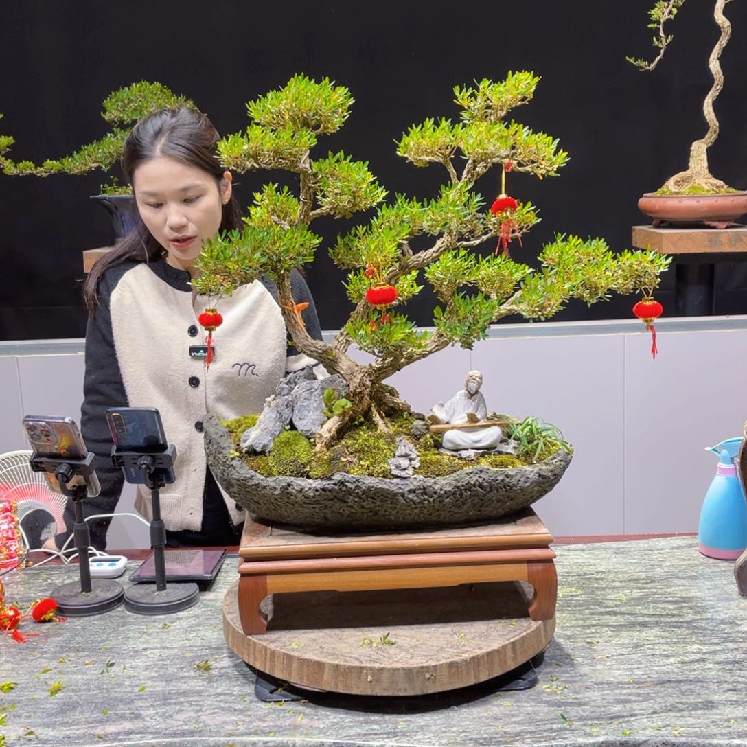 四季常青翠绿黄杨盆景