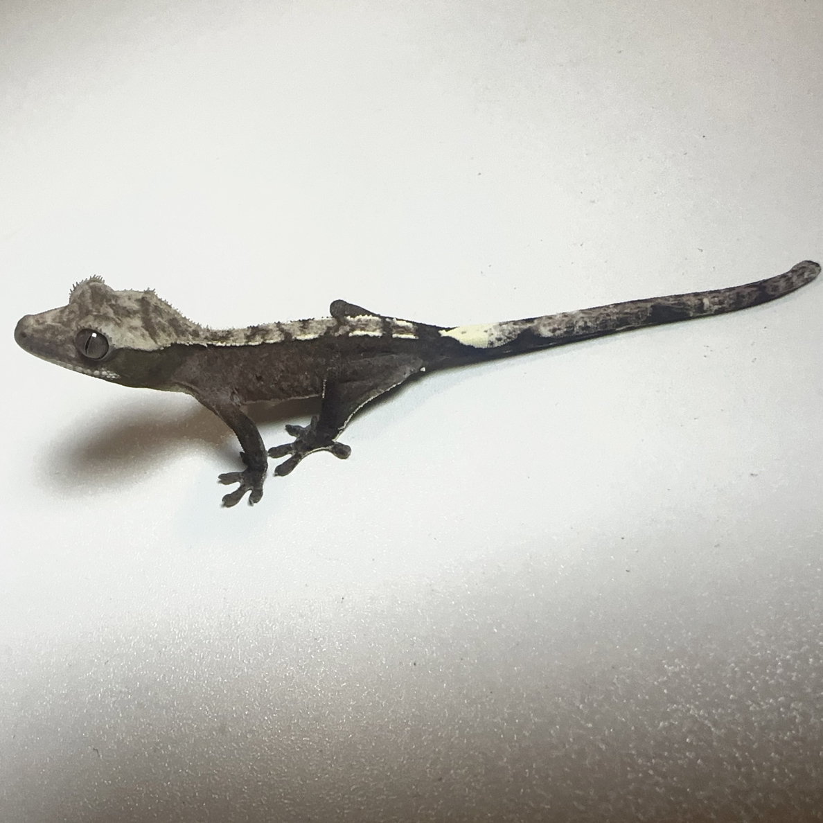 睫角守宫新手小白懒人宠物直播特价专用