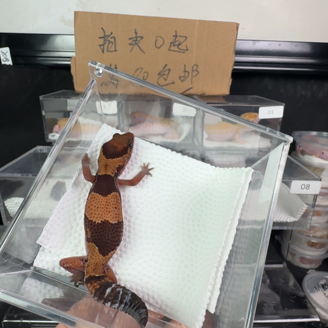 豹纹守宫原色瘾橘白无纹妹妹