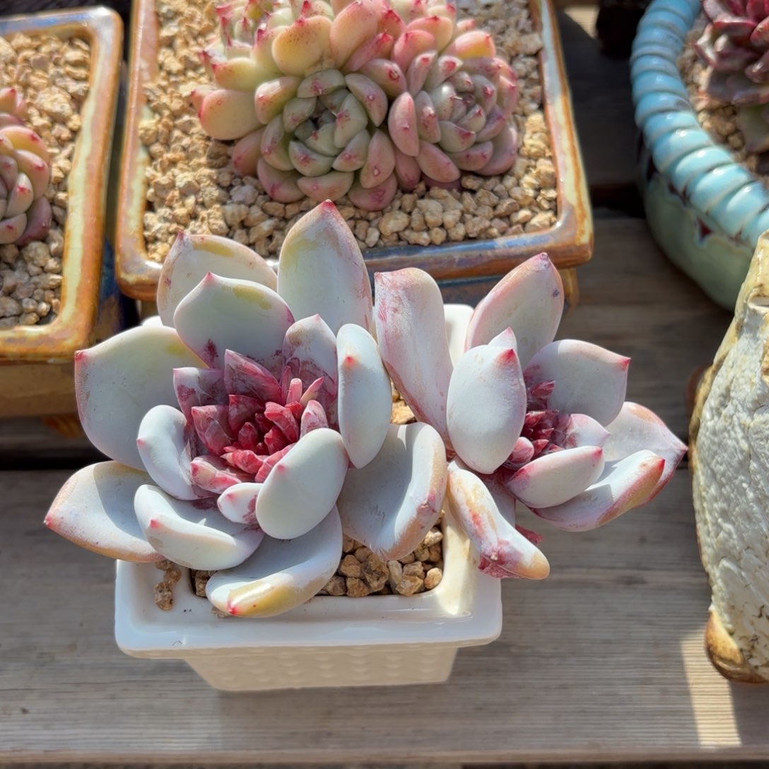 嫦娥 1111111111111