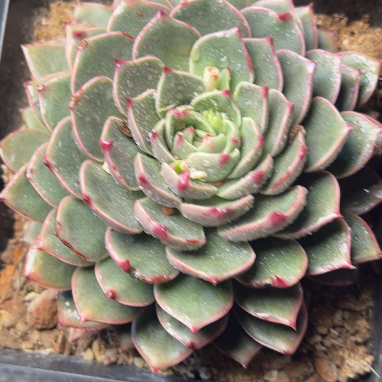 【闪购商品】圣诞麋鹿多肉19.8