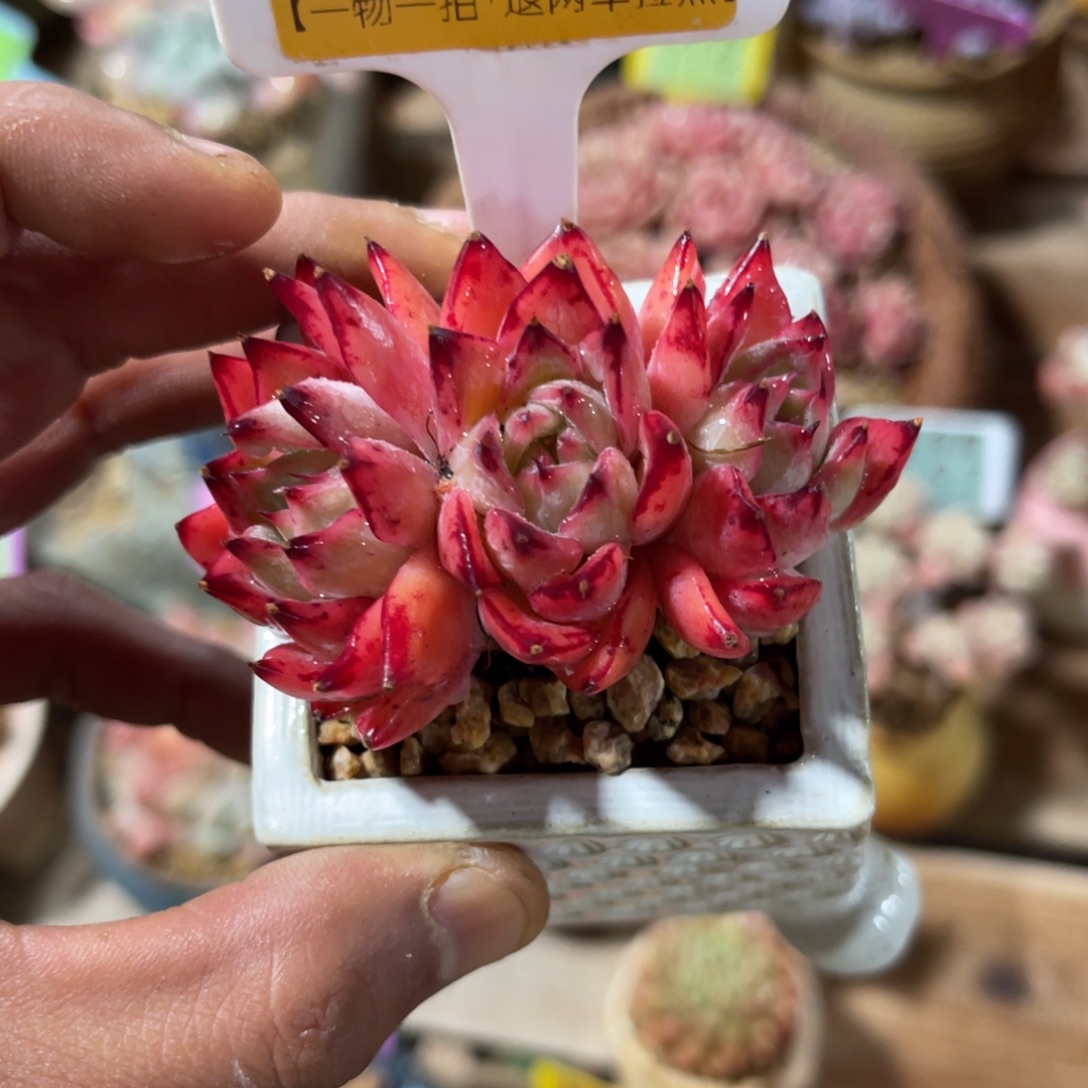 云尘多肉一物一拍不含盆79