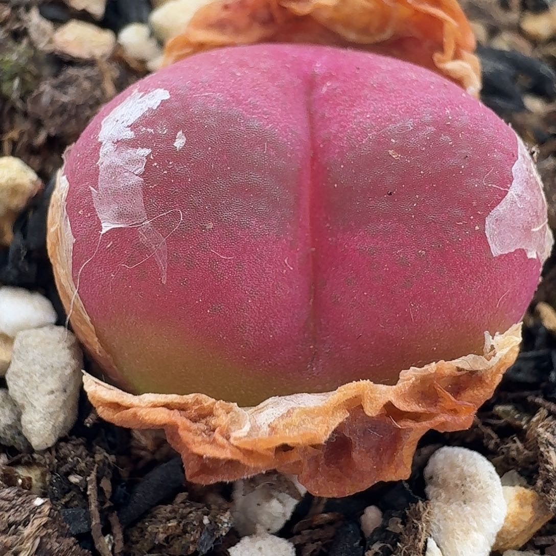 妙****?老马生石花吕氏红宝石743